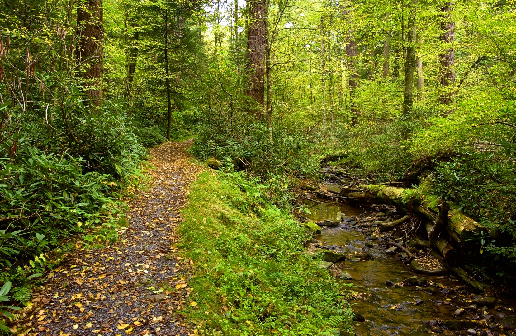 Cathedral State Park Almost Heaven West Virginia