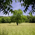 Photo preview of Green Hill Cemetery