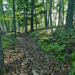 Photo preview of Fort Mill Ridge Civil War Trenches