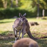 Photo preview of Good Zoo at Oglebay Park Resort