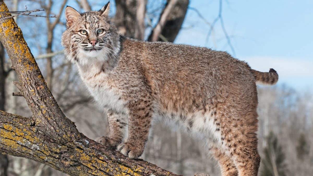 bobcat-portrait.ngsversion.1459714729214 - Almost Heaven - West Virginia