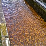 Photo preview of Bowden Fish Hatchery
