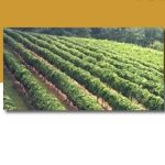 Photo preview of Potomac Highland Winery