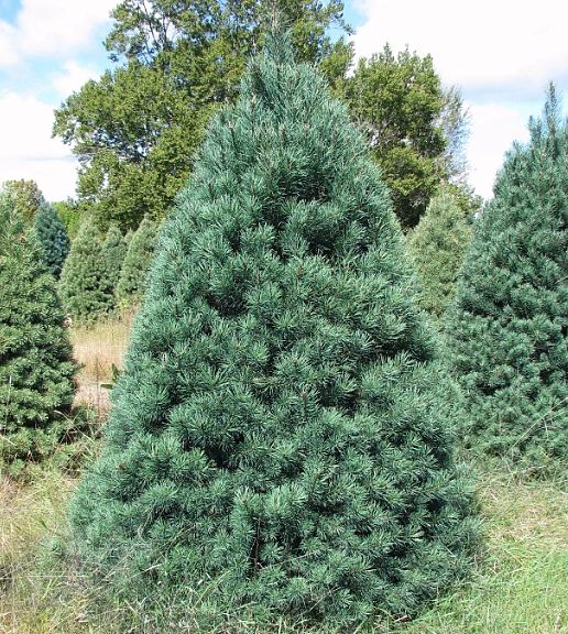 scotch pine tree Almost Heaven West Virginia