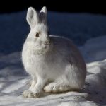 Photo preview of Blackwater WMA-Tucker/Preston