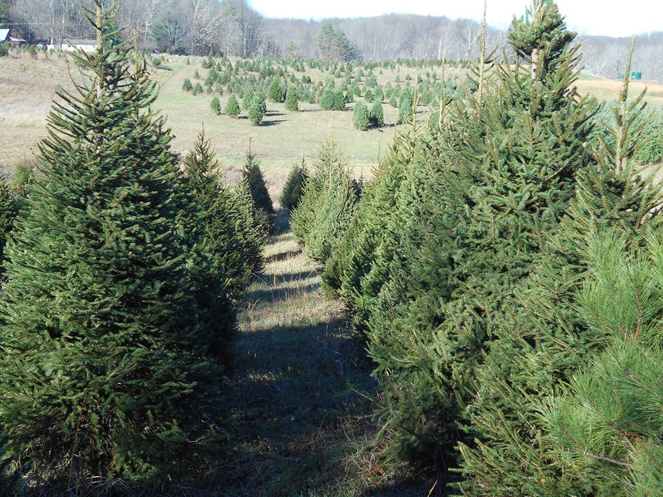 French Creek Christmas Trees Almost Heaven West Virginia