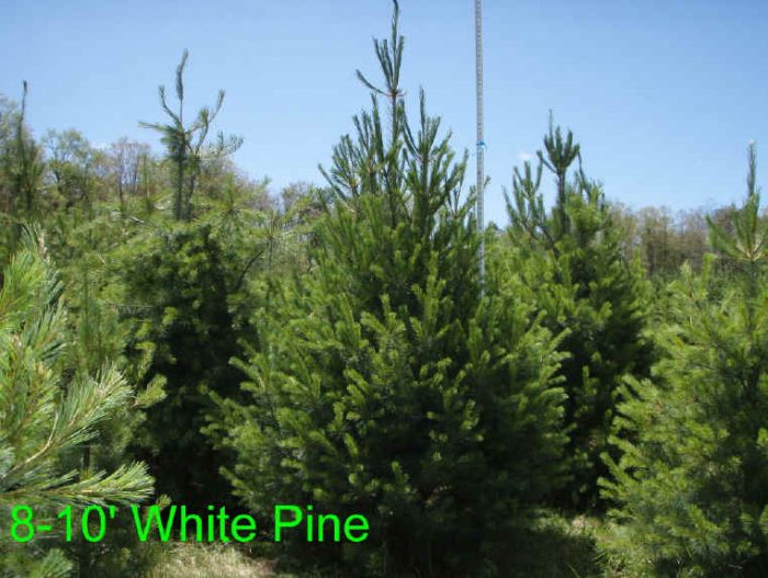 white pine trees 2 Almost Heaven West Virginia