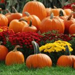 Photo preview of West Virginia Pumpkin Festival