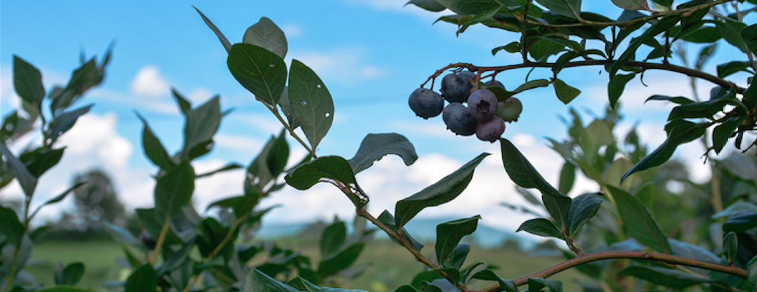 WV blueberries