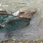 Photo preview of Reel Catch