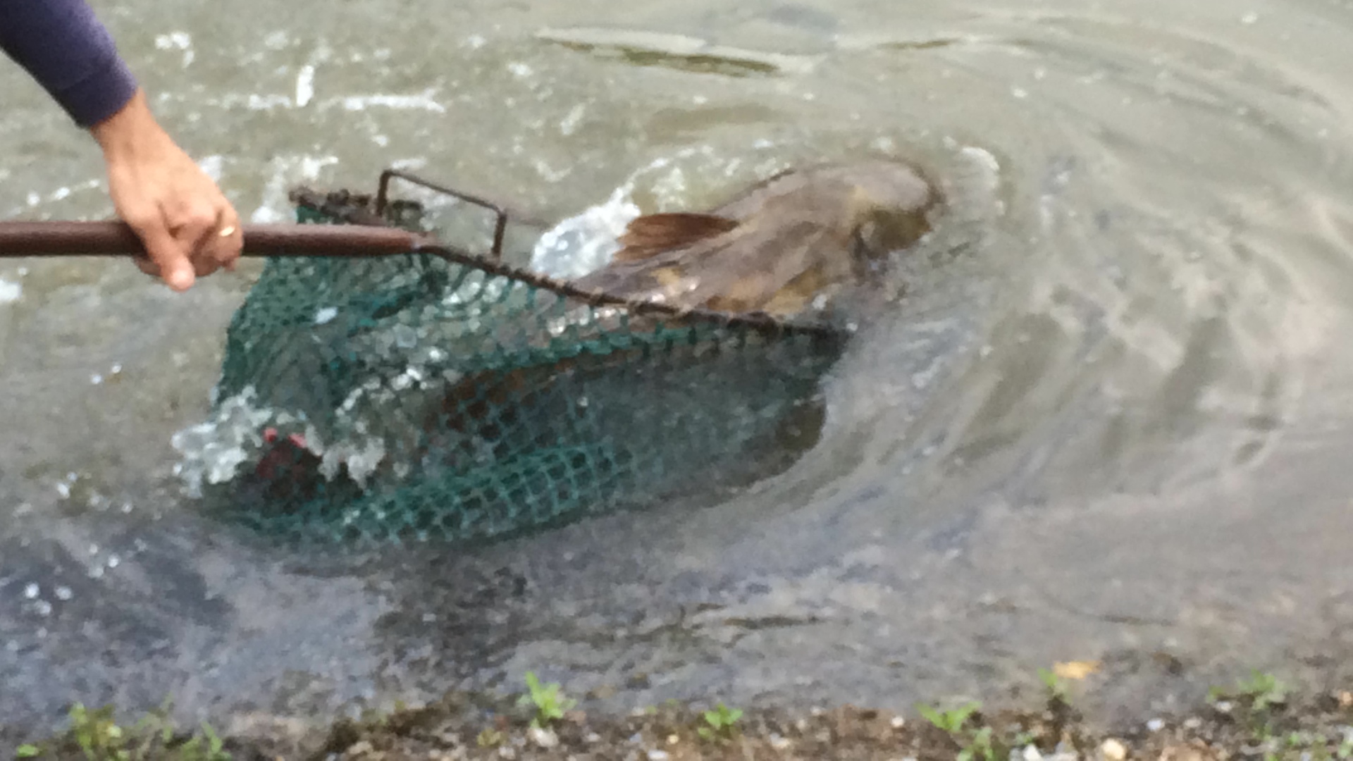 Reel Catch - Almost Heaven - West Virginia