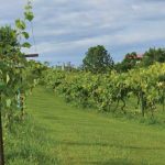 Photo preview of Stone Road Vineyard