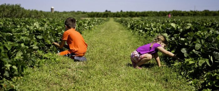 Boy and girl picking strawberries, West Virginia