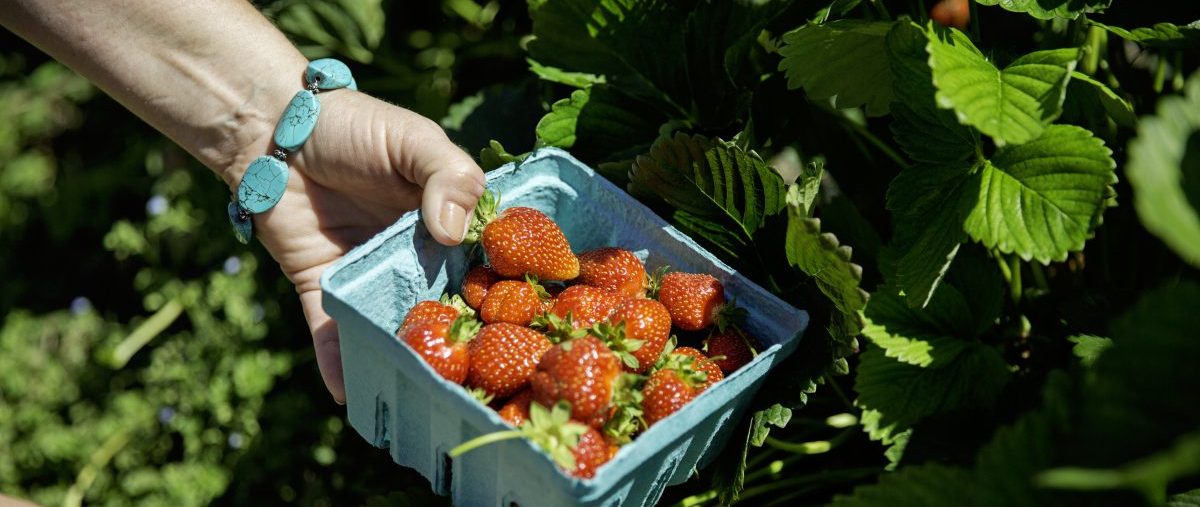 Hand-picked strawberries at Orr's Farm Market, West Virginia
