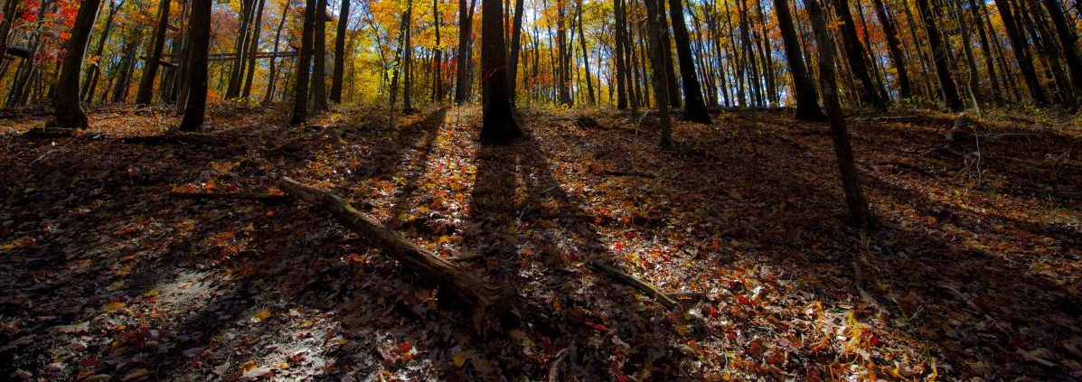 Autumn forest shadows, West Virginia