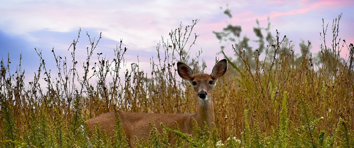 White-tailed deer in meadow, West Virginia