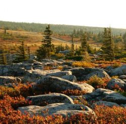 Boulders and heath in Dolly Sods, West Virginia
