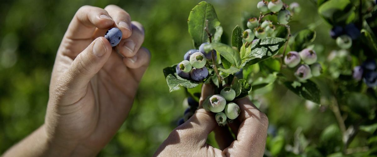 Fresh, hand-picked blueberries, West Virginia