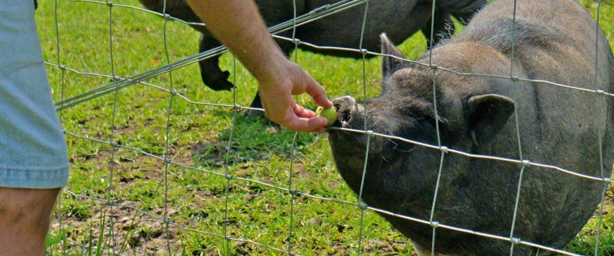 Guest feeds a pot-bellied pig at petting zoo, West Virginia