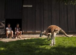 Kids meet a kangaroo in West Virginia