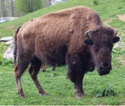Bison at Buffalo Trail Cabins, WV