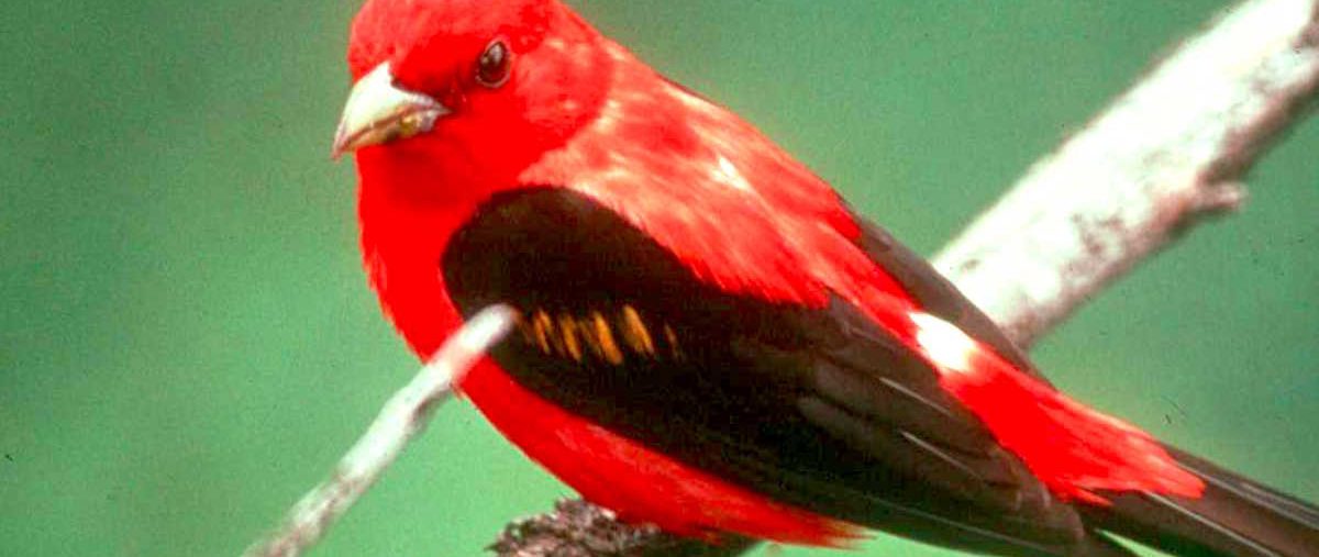 Scarlet tanager, WV