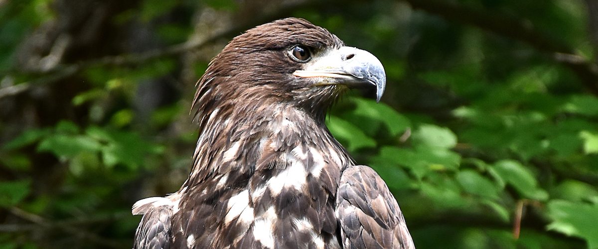 Juvenile bald eagle, WV