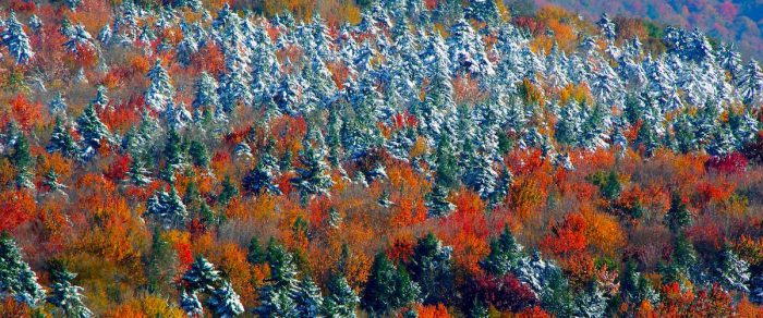 Autumn foliage and snow-covered trees up in the mountains of West Virginia
