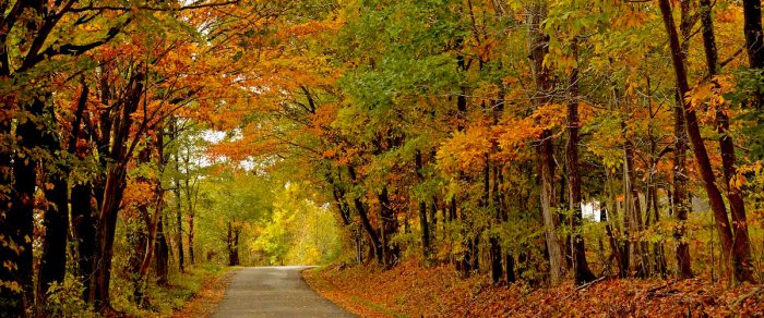 Single-lane road going through autumn woods, West Virginia