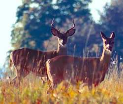 White-tail buck and doe in meadow, WV
