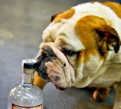 Bulldog sniffs jug of moonshine at Hatfield and McCoy Moonshine distillery, WV