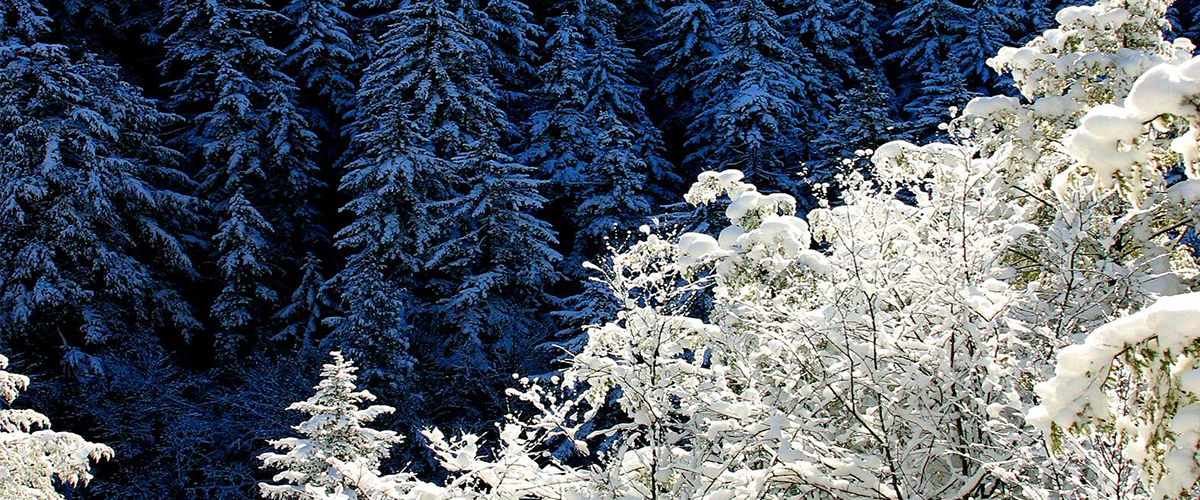 Snow-covered conifers in foreground, dark blue forest in background. Blackwater Canyon, WV
