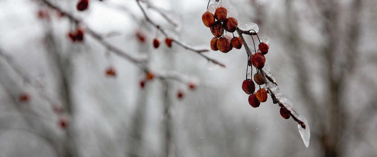 Ice-covered branch with red berries, Morgantown, WV