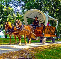 Belgian draft horses pulling at wagon at Blennerhassett Historical Island State Park, WV