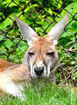 A snoozing kangaroo at the Good Zoo, WV