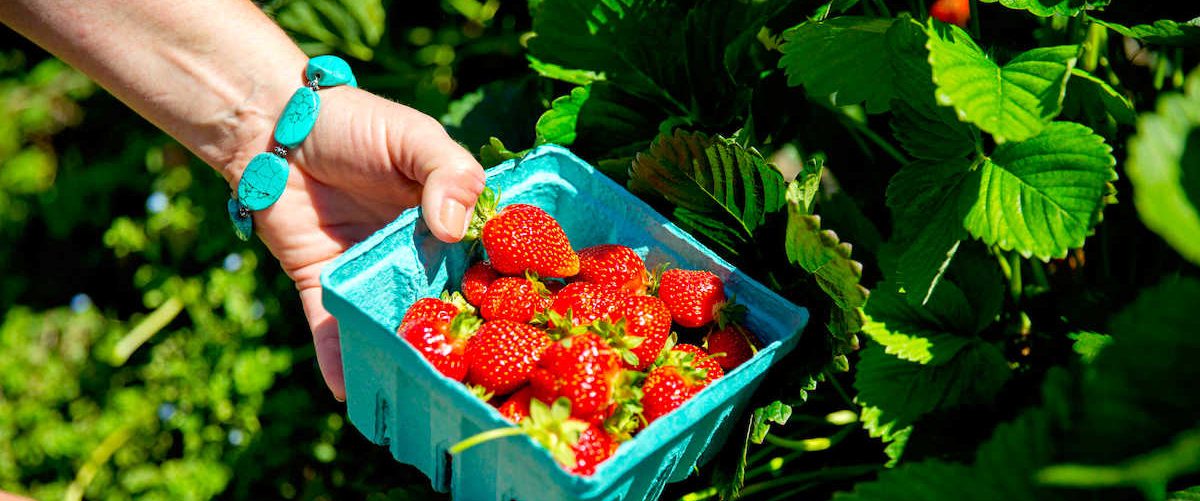 Fresh strawberries, Orr's Farm Market, WV