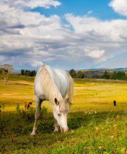 Grey horse grazing in Tucker County valley, WV