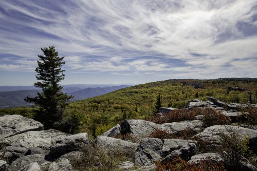 3 areas in WV that grow flora usually found across the world - Almost ...