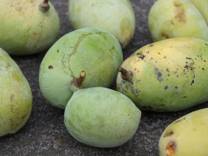 Meet West Virginia’s unique fruit: the pawpaw - Almost Heaven - West ...