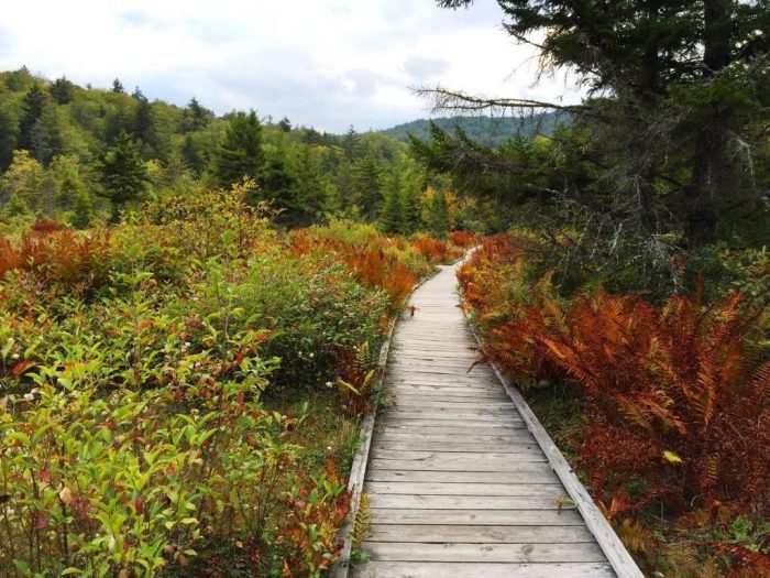 Your Guide to Exploring the Monongahela National Forest - Almost Heaven ...