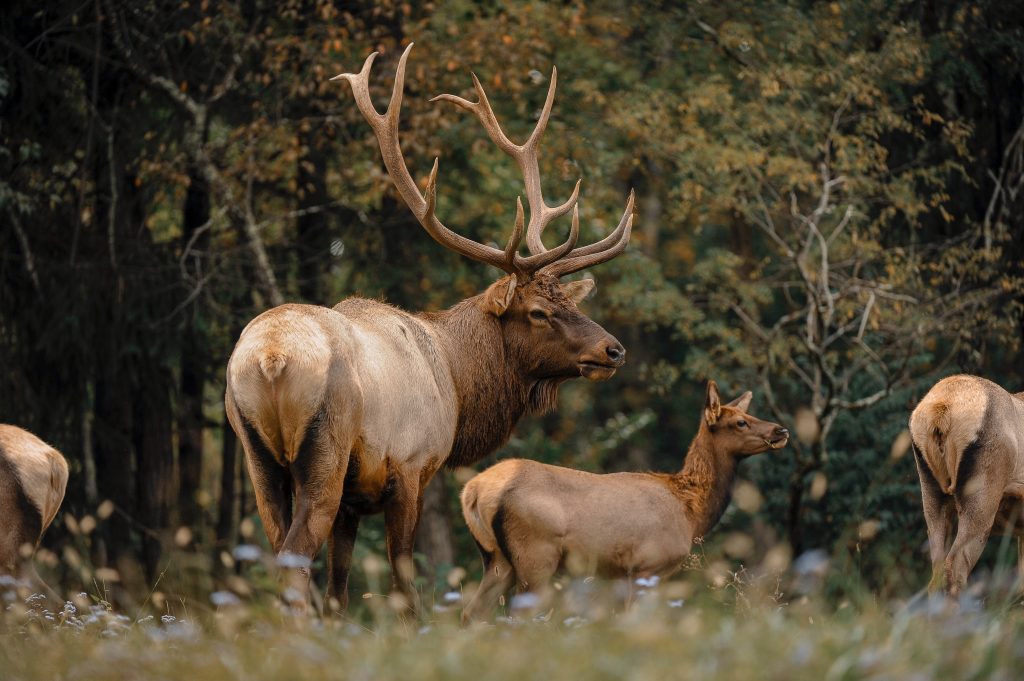 Your guide to hunting in West Virginia Almost Heaven West Virginia