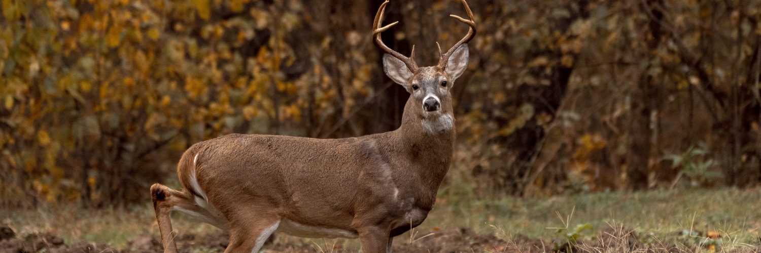 Everything you need to know about Youth Hunting in West Virginia