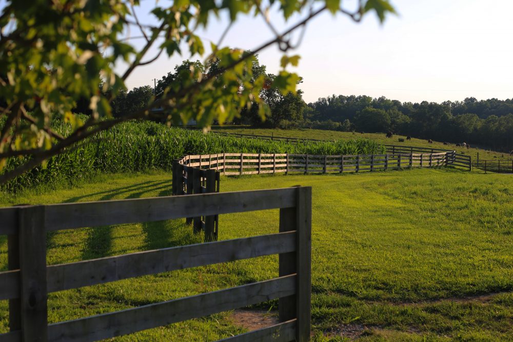 Not Far From the Tree: This family-owned West Virginia farm is fun for