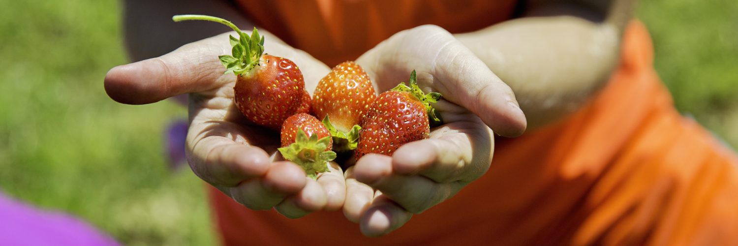 Fresh Strawberries and Fond Memories Await at the West Virginia