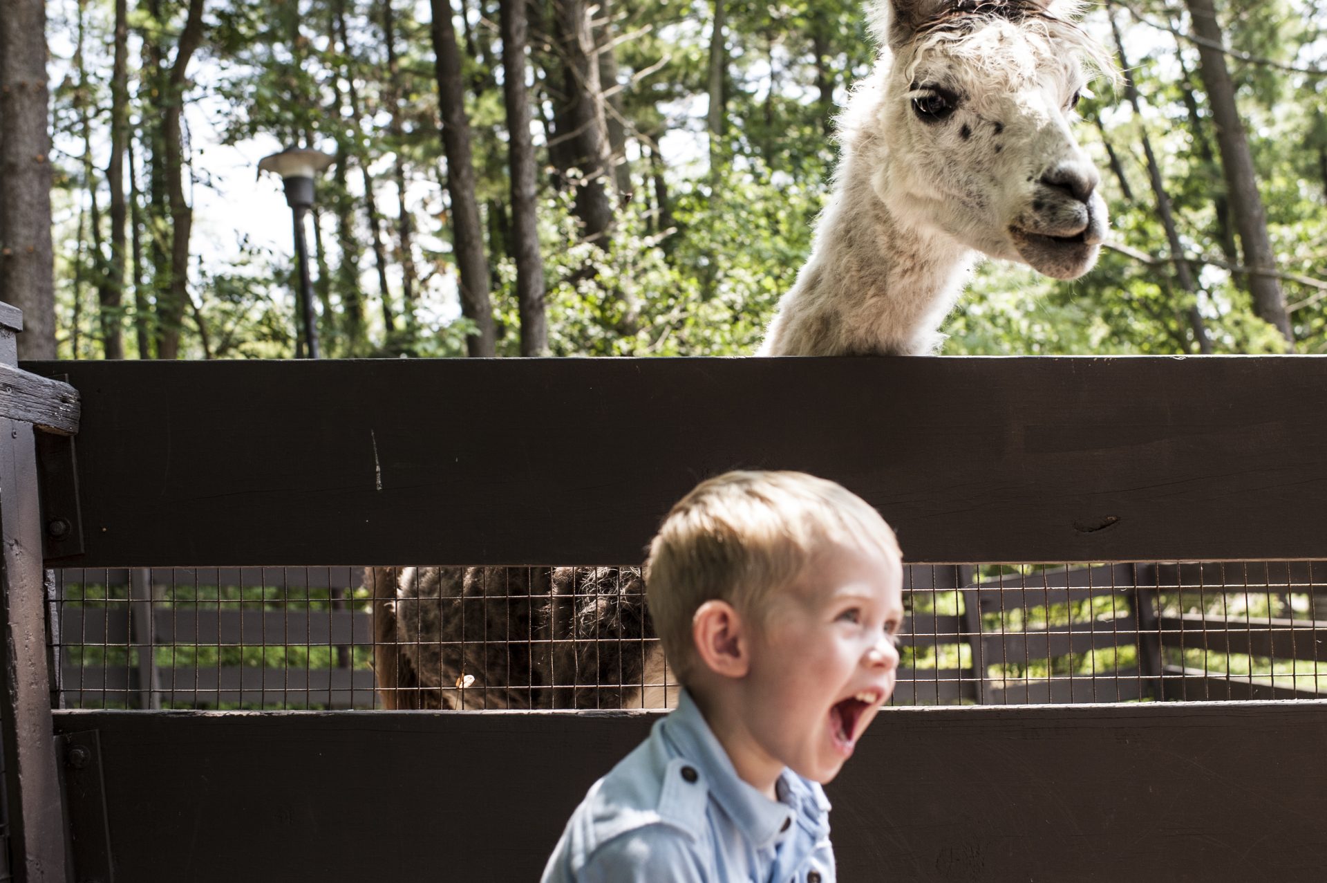 These 6 spots are perfect for animal watching Almost Heaven West