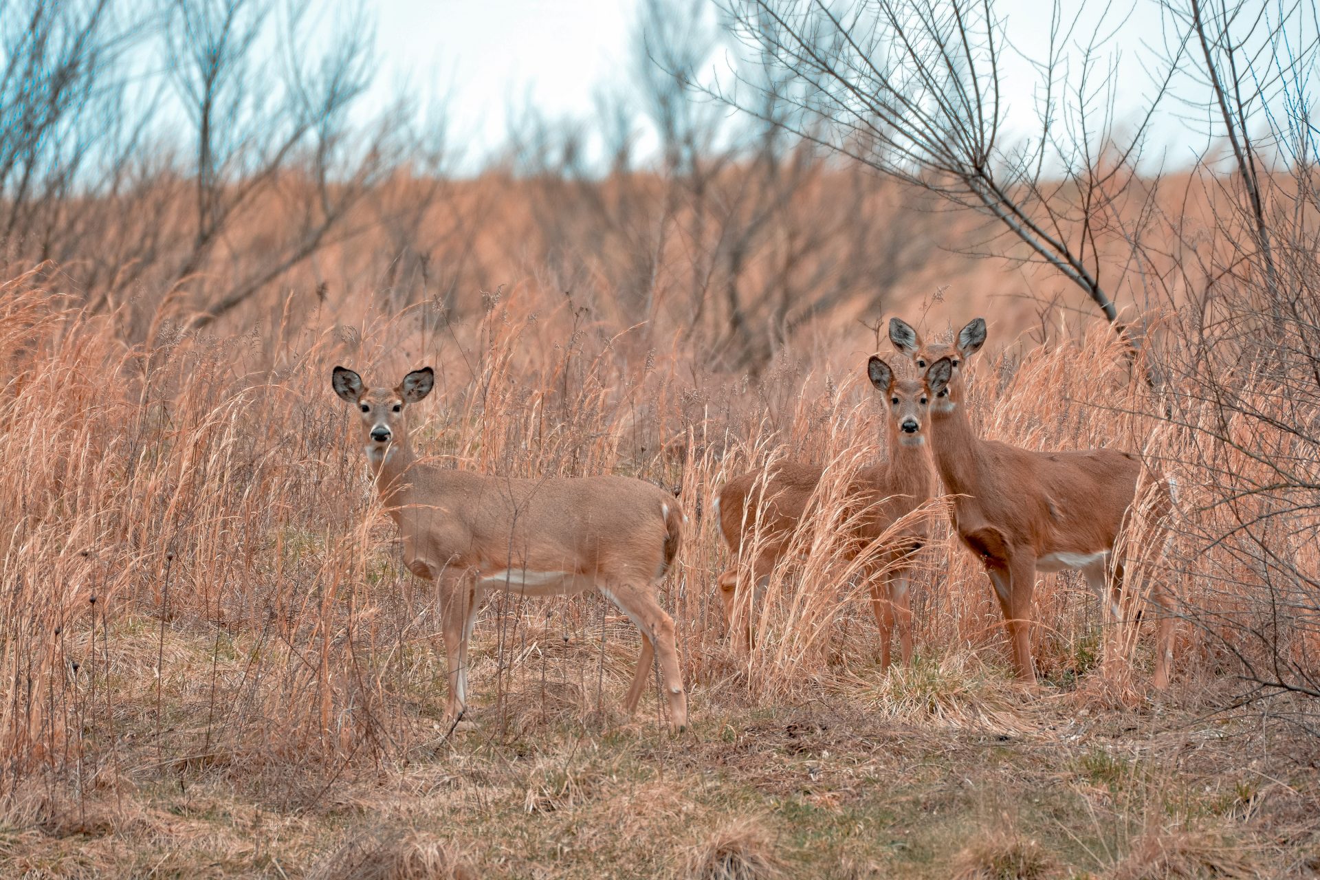 Hunting Almost Heaven West Virginia