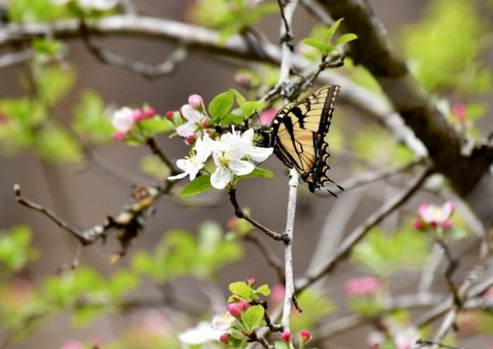 A Tiger Swallowtail feeds on Apple Tree blossoms.