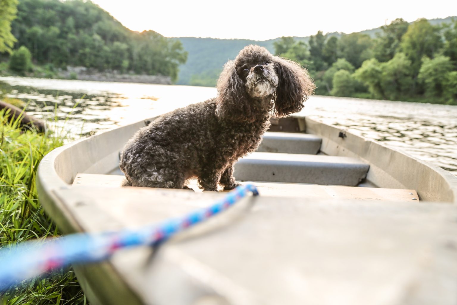 9 DogFriendly Cabins for Your Next Adventure Almost Heaven West