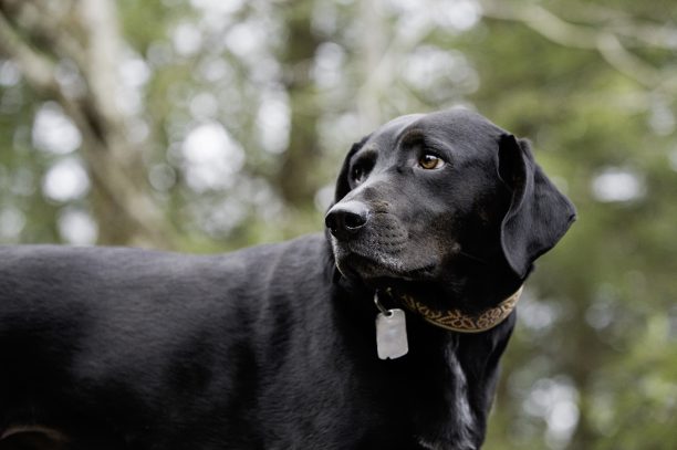 9 Dog-Friendly Cabins for Your Next Adventure - Almost Heaven - West