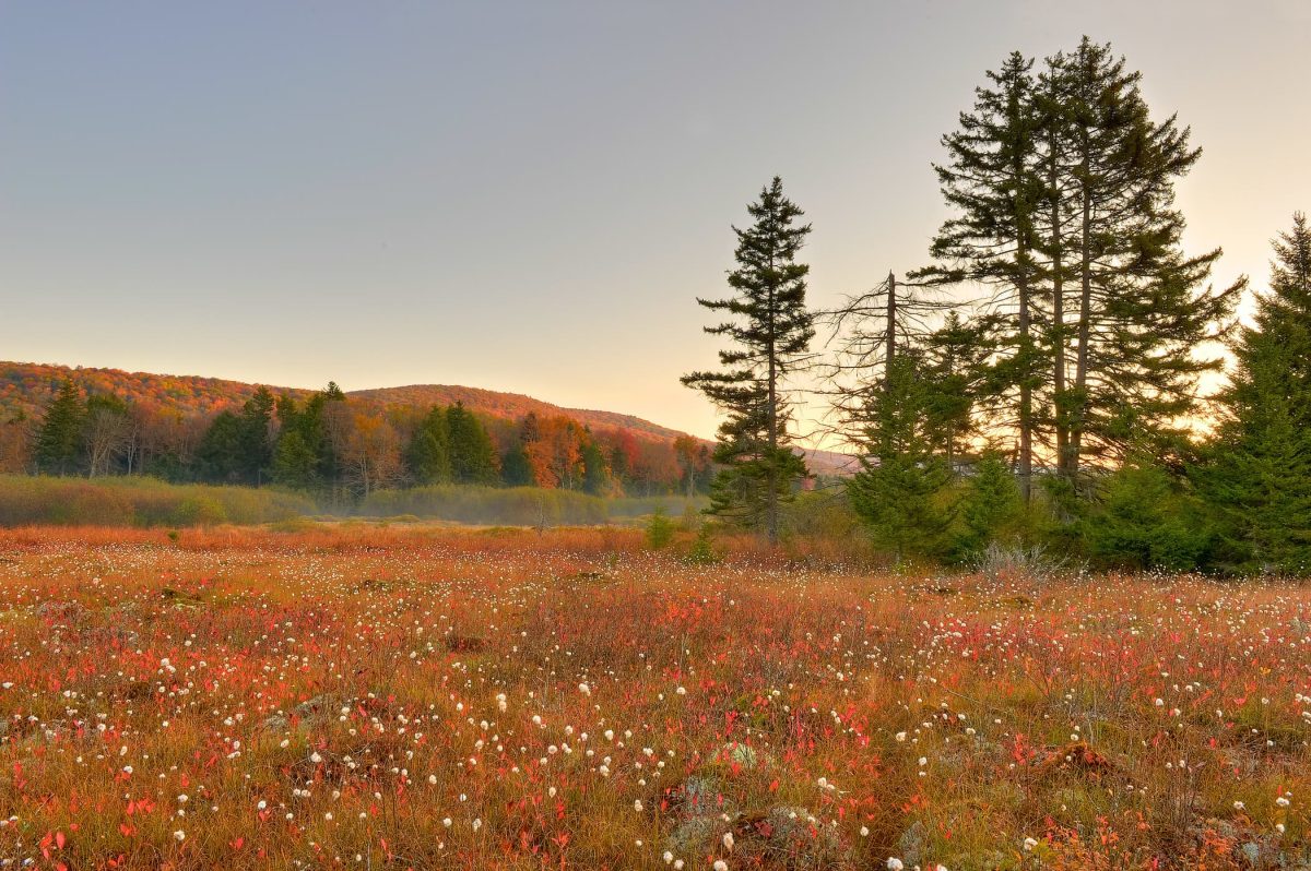 Your Guide to Exploring the Monongahela National Forest Almost Heaven